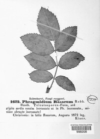 Phragmidium mucronatum image